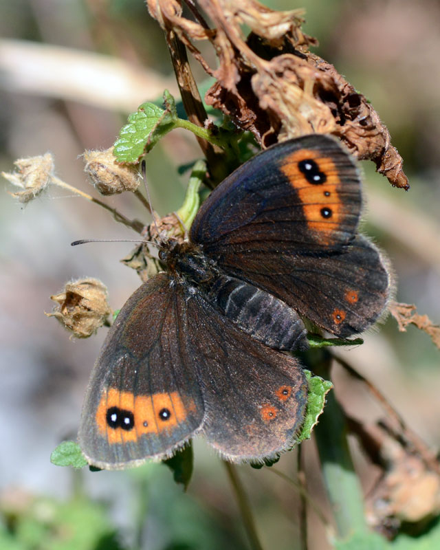 Erebia neoridas